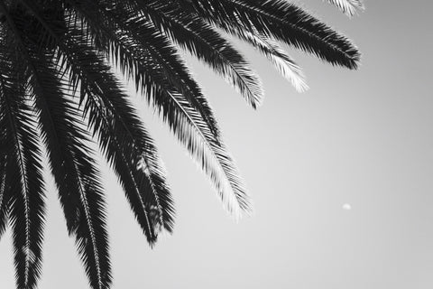 The Archetype Process Monochrome Pack